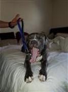 Pit Bull Gear Leather Handle Lead Review
