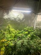 ILGM Marijuana Grow Kit - Beginners Review