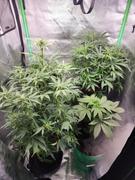 ILGM Marijuana Grow Kit - Beginners Review