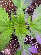 ILGM Marijuana Grow Kit - Beginners Review