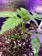ILGM Marijuana Grow Kit - Beginners Review