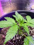 ILGM Marijuana Grow Kit - Beginners Review