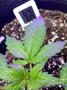 ILGM Marijuana Grow Kit - Beginners Review