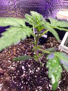 ILGM Marijuana Grow Kit - Beginners Review