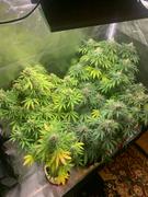 ILGM Marijuana Grow Kit - Beginners Review