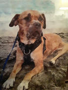 I love Veterinary Pet Photo Custom Canvas Review