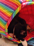 The Cat Ball Cat Ball Bed - Rainbow Stripes Review