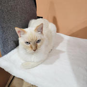 The Cat Ball Cat Sleeping Mat in Luxury Faux Fur Review