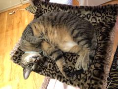 The Cat Ball Cat Sleeping Mat in Luxury Faux Fur Review