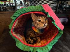 The Cat Ball Cat Ball Bed - Colorful Rainbow Kitties Review