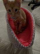 The Cat Ball Cat Canoe - Pink Cupcake Bed Review
