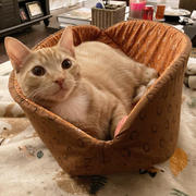 The Cat Ball Cat Canoe - Purple Flowers Review