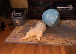 The Cat Ball Cat Ball bed - Strawberry Review