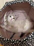 The Cat Ball Cat Ball Bed - Summer Dot Picnic Review