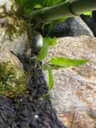 Your Fish Stuff Cryptocoryne wendtii green Review