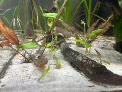 Your Fish Stuff Cryptocoryne wendtii green Review