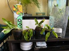 Your Fish Stuff Cryptocoryne wendtii green Review