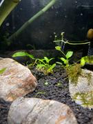 Your Fish Stuff Cryptocoryne wendtii green Review