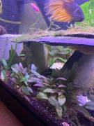 Your Fish Stuff Cryptocoryne wendtii brown (indo) Review