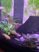 Your Fish Stuff Cryptocoryne wendtii brown (indo) Review