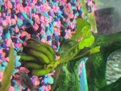 Your Fish Stuff Banana Plant (Nymphoides aquatica) Review