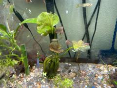 Your Fish Stuff Banana Plant (Nymphoides aquatica) Review