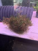 Your Fish Stuff Java Moss Cup Review