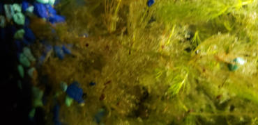Your Fish Stuff Ceratophyllum demersum (Hornwort) Review