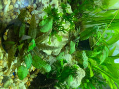 Your Fish Stuff Cryptocoryne wendtii 'Tropica' Review