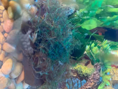 Your Fish Stuff Java Moss on Driftwood Review