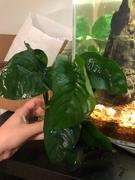 Your Fish Stuff Anubias 'Butterfly' Review