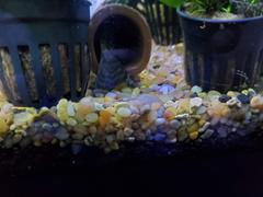 Your Fish Stuff Pleco Cave - 1.5 D-Shape Review