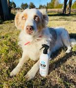Draw it Out Horse Health Care Solutions Draw It Out® K9 Advanced Relief Ready to Use Spray 8oz (Dog) Review
