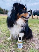 Draw it Out Horse Health Care Solutions Draw It Out® Soothing Relief Dog Shampoo with Lavender 16oz Review