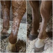 Draw it Out Horse Health Care Solutions Draw It Out® Rapid Relief Restorative Cream for Horses 8oz Review