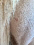 Draw it Out Horse Health Care Solutions Draw It Out® Restore a Horse 64oz Review