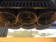 My Patriot Supply Organic Beefsteak Tomato Seeds (250mg) Review