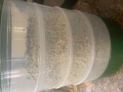My Patriot Supply 4-Tray Seed Sprouter Set by Patriot Seeds Review