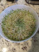 My Patriot Supply Organic Alfalfa Sprouting Seeds by Patriot Seeds (4 ounces) Review