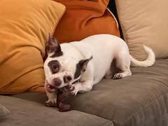 Pawstruck.com Pawstruck Bully Stick Springs (Regular) Review