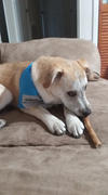 Pawstruck.com Pawstruck 7 Straight Bully Sticks (Large Thickness) Review