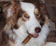 Pawstruck.com Pawstruck 9 Straight Bully Sticks (Large Thickness) Review