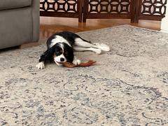 Pawstruck.com Beef Tendons for Dogs Review