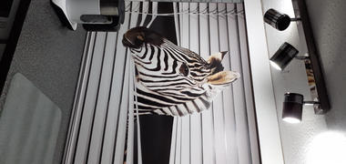 Art Fever Zebra Peeking through the blind Printed Picture Photo Roller Blind - RB226 Review