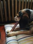 Only One Treats 12 Monster Bully Stick Review