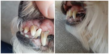 Only One Treats Toothpaste for Dogs 113g Review