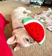 French Bulldog Love Watermelon Toy by ZippyPaws Review