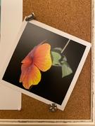 FoxPrint 4x4 Prints With Border Review