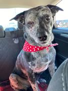Campfire Treats Chicken Hearts for Dogs Review