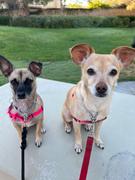 Campfire Treats Hearty Bites™ | Beef Heart Dog Treats Review